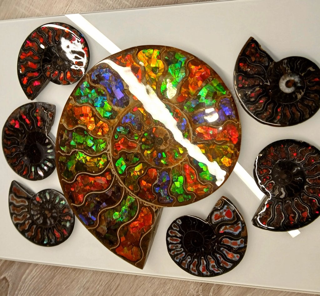 Ammolite ammonite cretaceous artwork fossile gemstones 7x, Collections, Envoi, Minéral