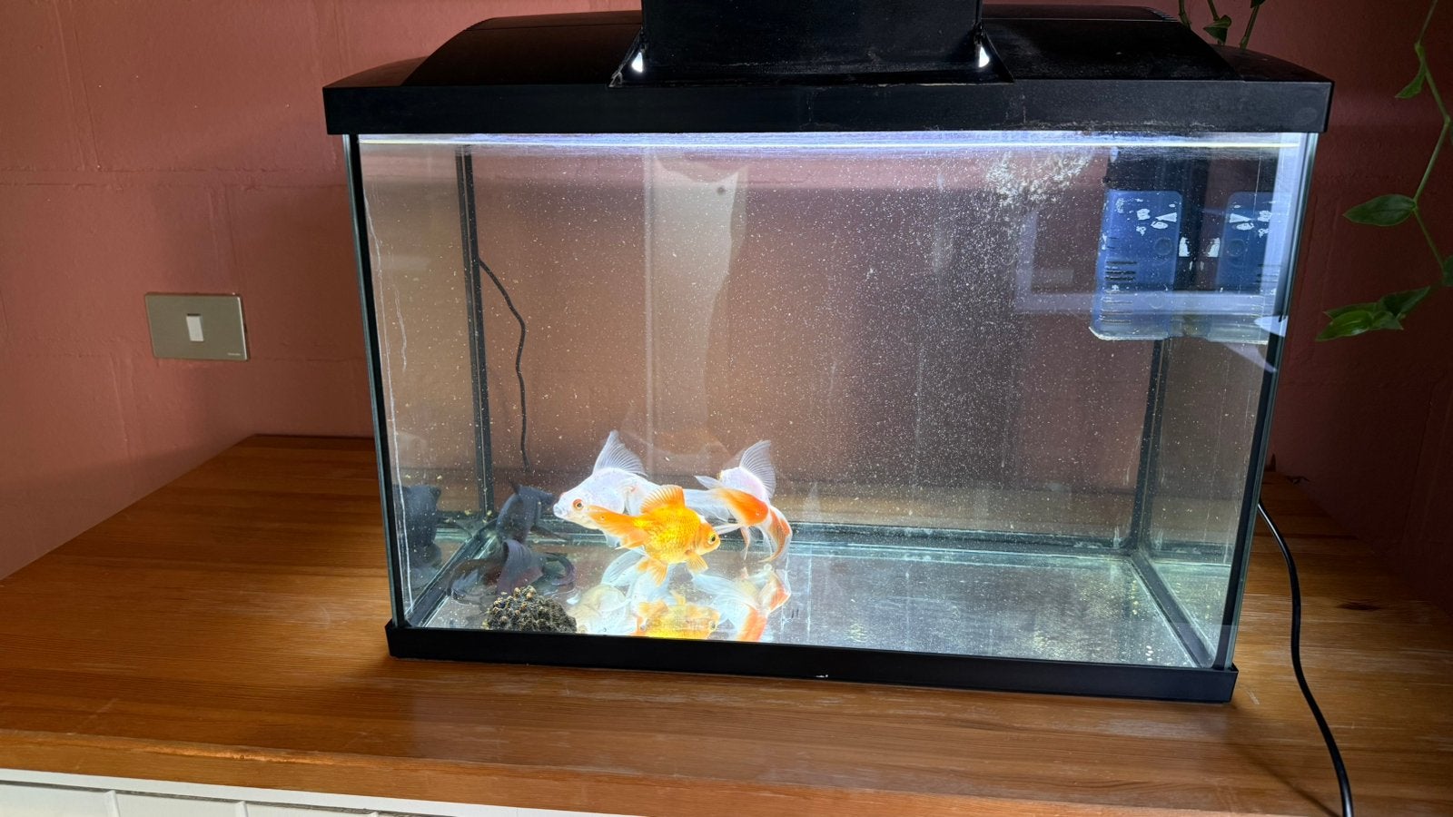 Aquarium met filter, Dieren en Toebehoren, Ophalen, Zo goed als nieuw, Filter