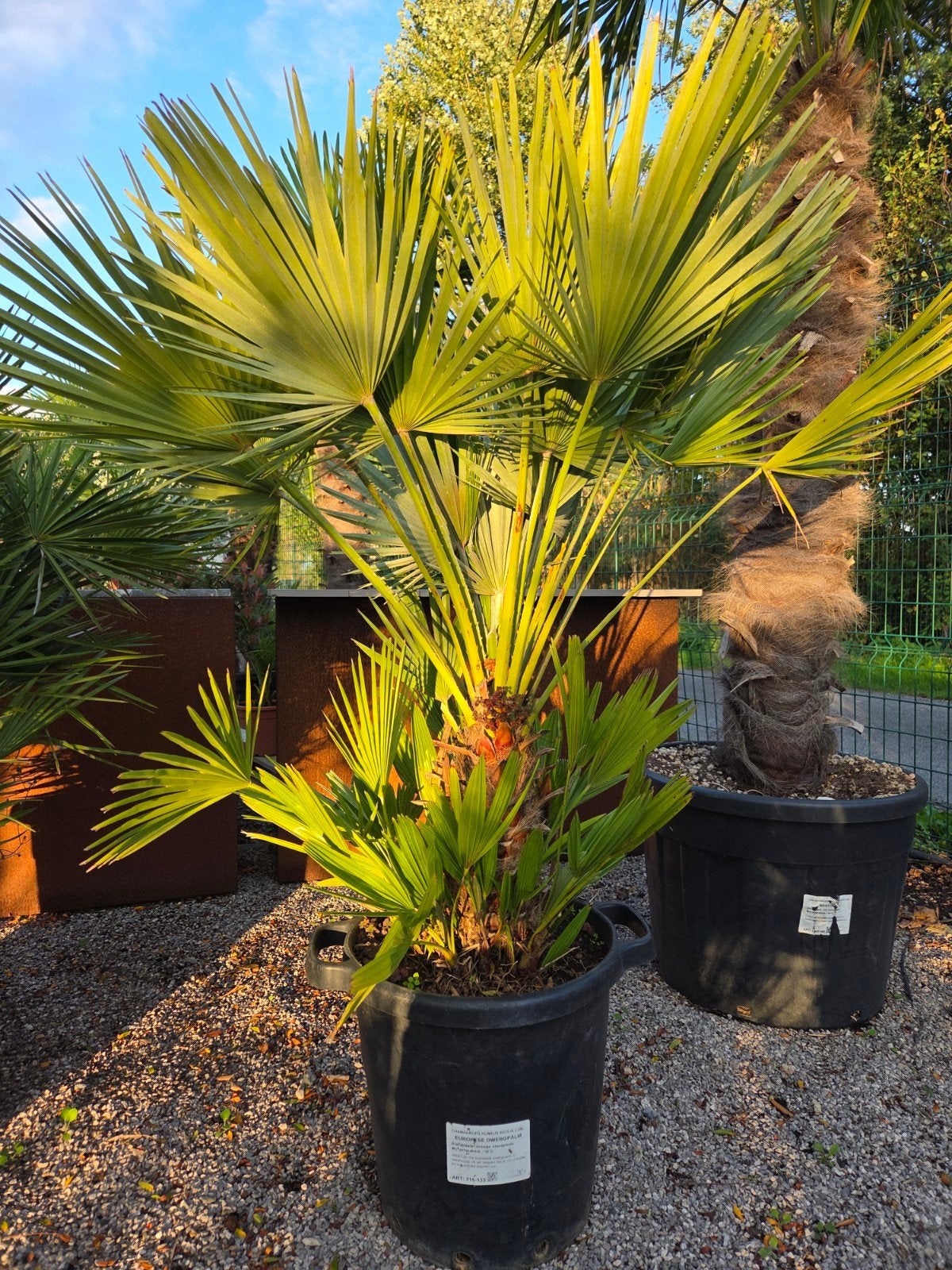 Europese dwergpalm Siciliana - Chamaerops Humilis, Tuin en Terras, Ophalen