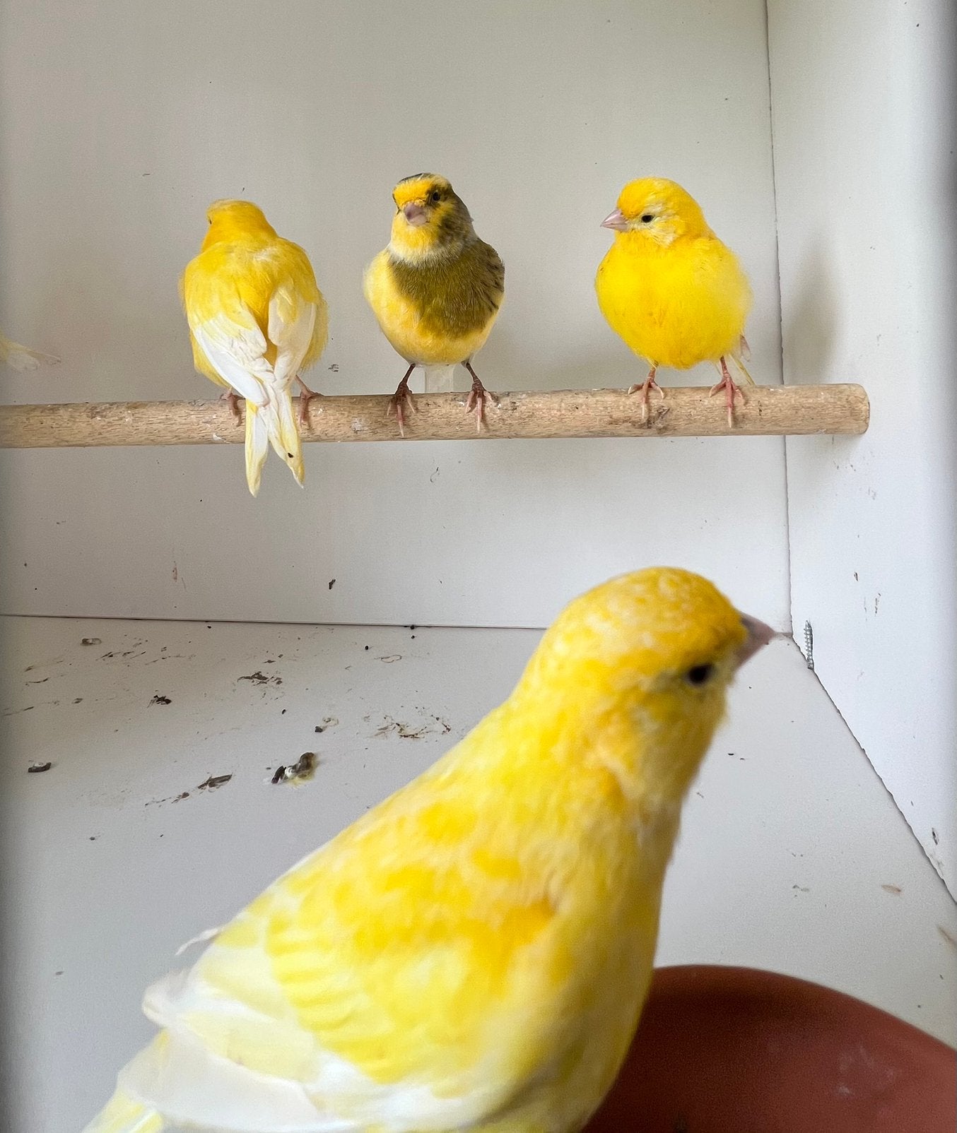 Kanarie, kanaries., Dieren en Toebehoren