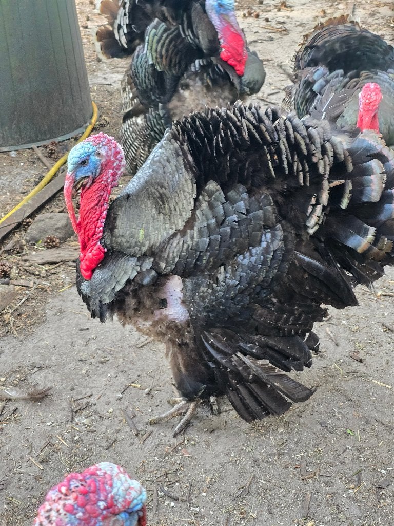 Kalkoen haan, Dieren en Toebehoren, Pluimvee, Mannelijk, Kalkoen