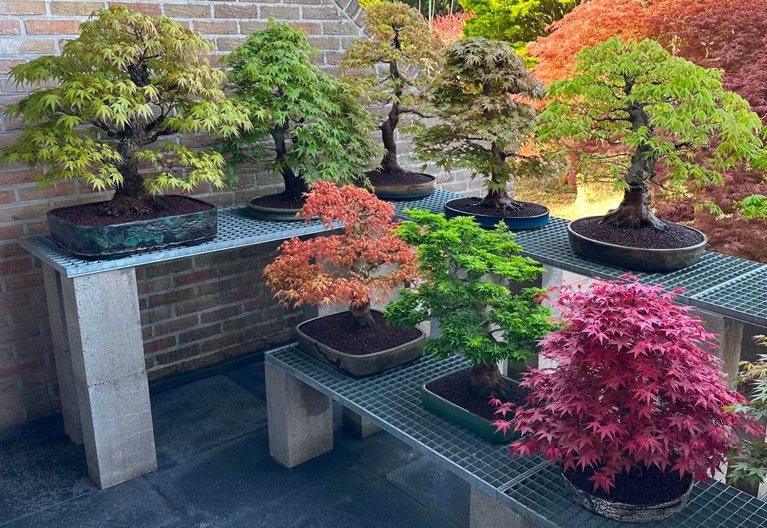 Acer Bonsai collectie, Tuin en Terras, Ophalen, Zo goed als nieuw