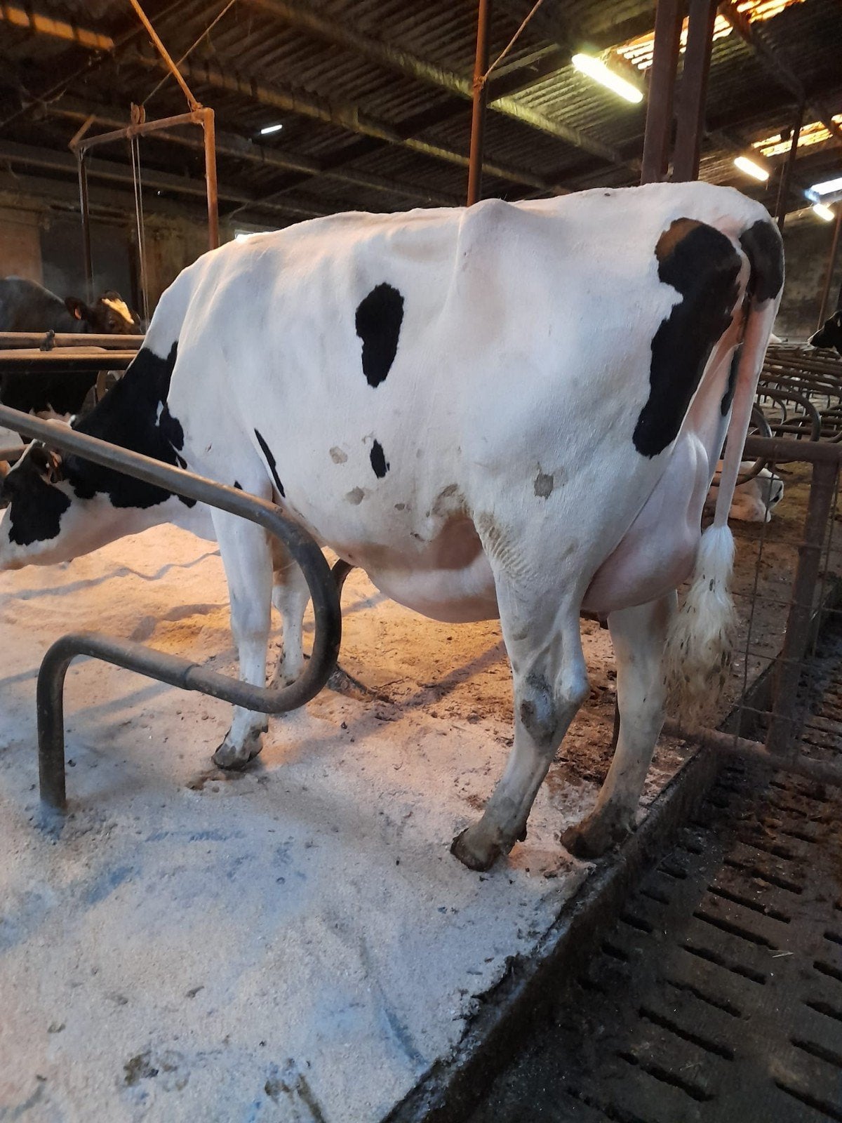 gekalfde stamboek vaarzen te koop, Dieren en Toebehoren