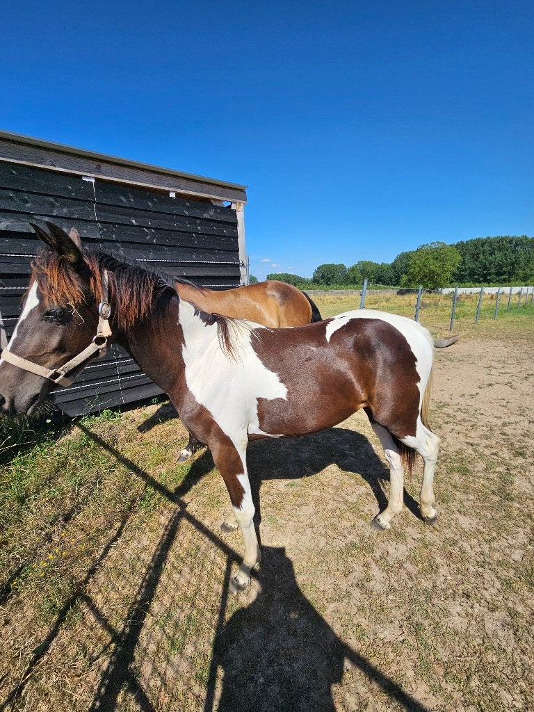Knappe bonte jaarling merrie, Dieren en Toebehoren, Merrie, Springpaard, 0 tot 2 jaar, Gechipt