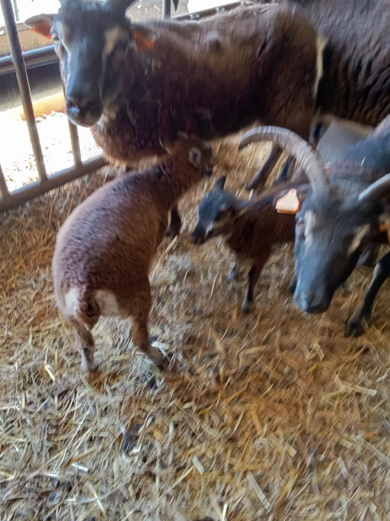Soya schapen, Dieren en Toebehoren, Schapen, Geiten en Varkens