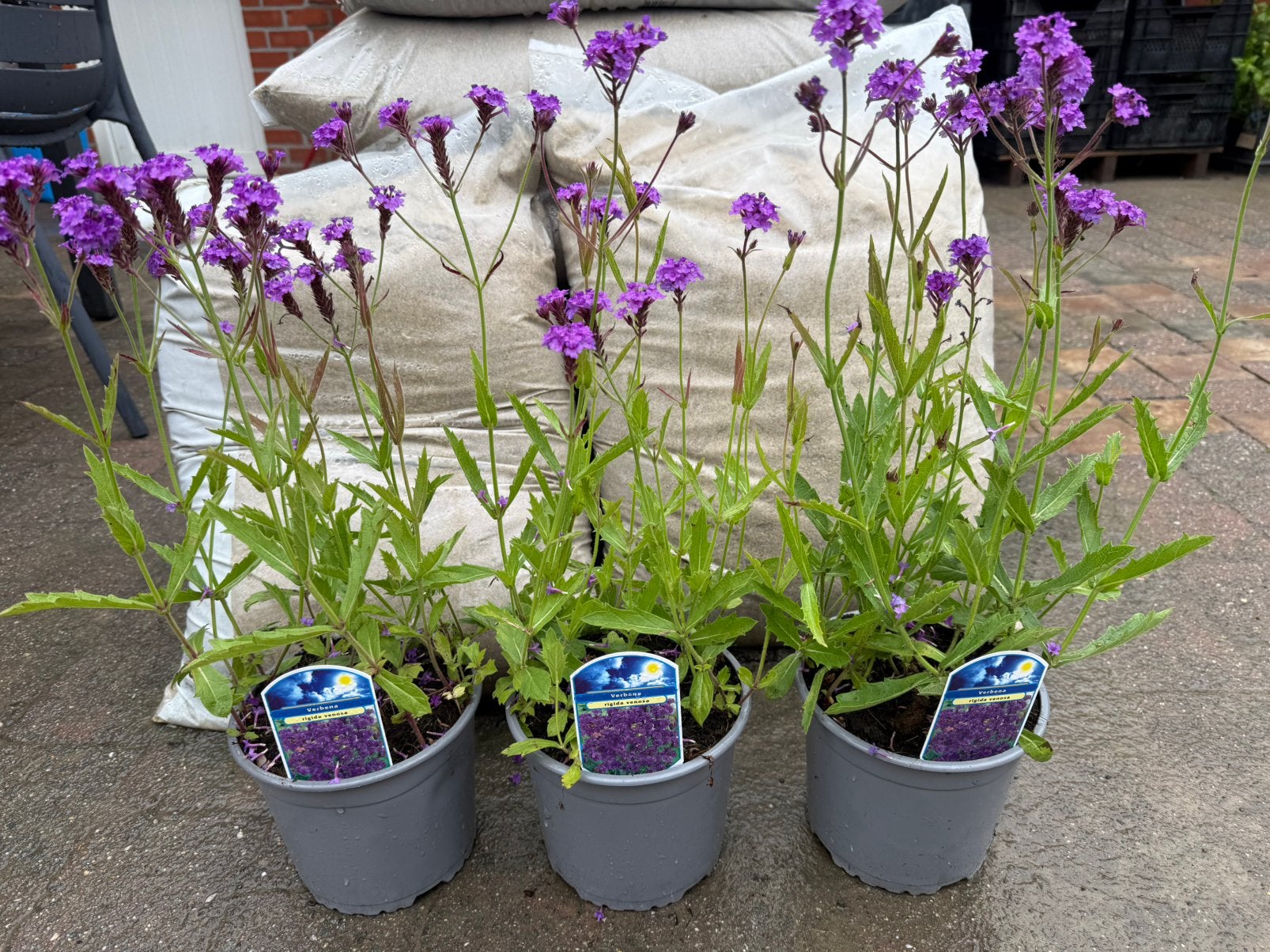 Verbena rigida, Tuin en Terras, Ophalen, Zomer