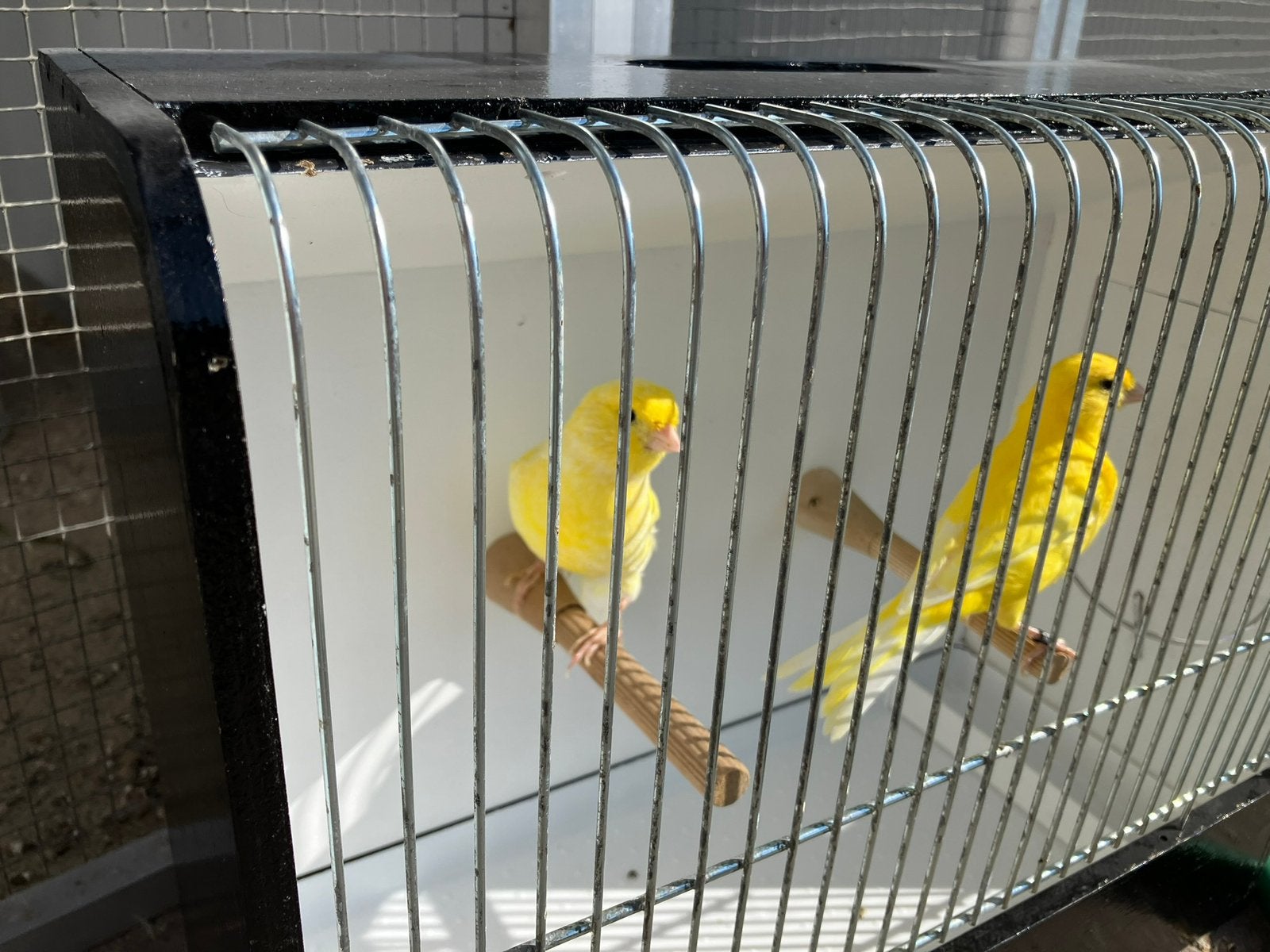 3 koppels gele kanaries, Plusieurs animaux, Canari de couleur