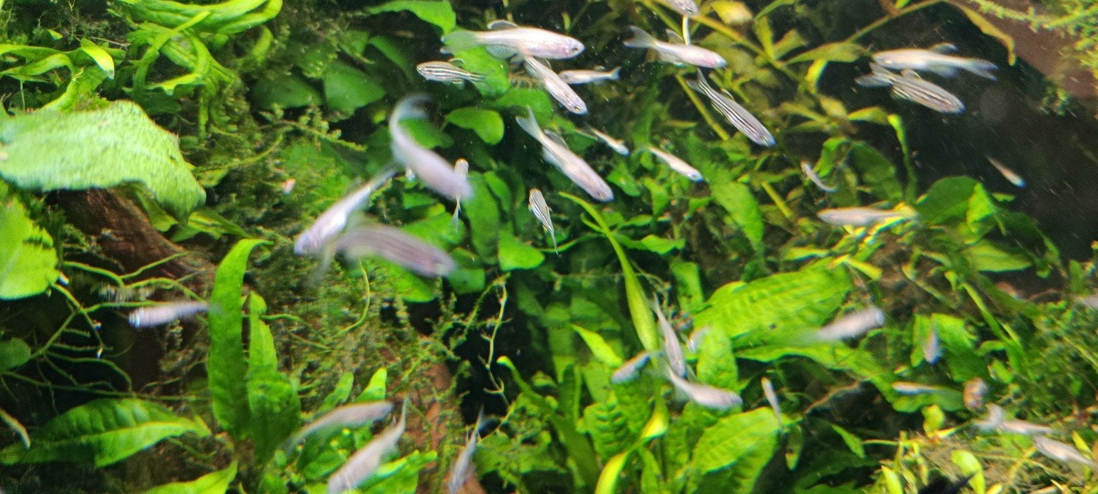 Jonge danio's 15st/10€ eigen kweek