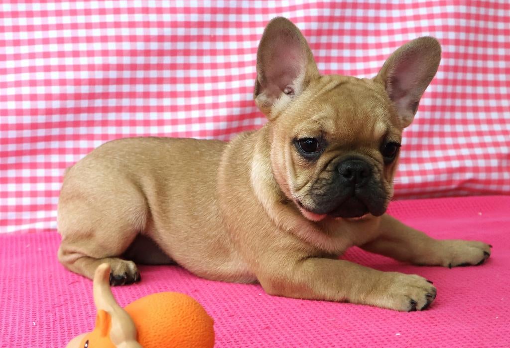 Chiots bouledogues français super mignons ! ! !, 15 semaines à 1 an, Étranger, Hépatite contagieuse (maladie de Rubarth), Chienne