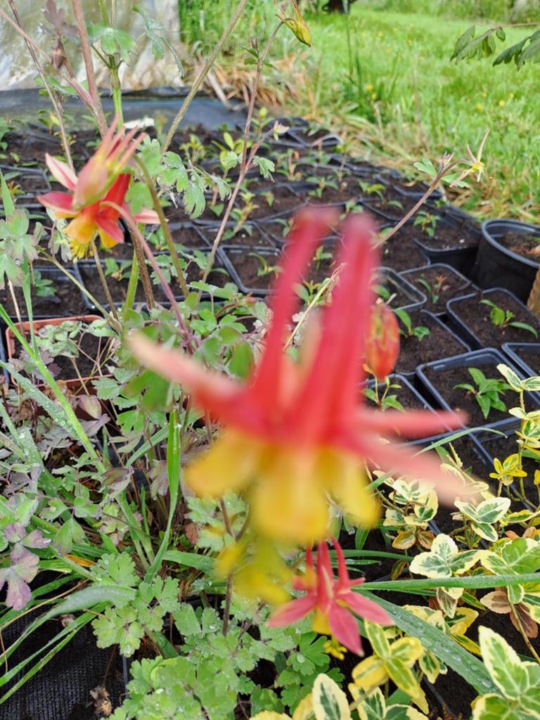 Aquilegia Tequila Sunrise, Tuin en Terras, Ophalen