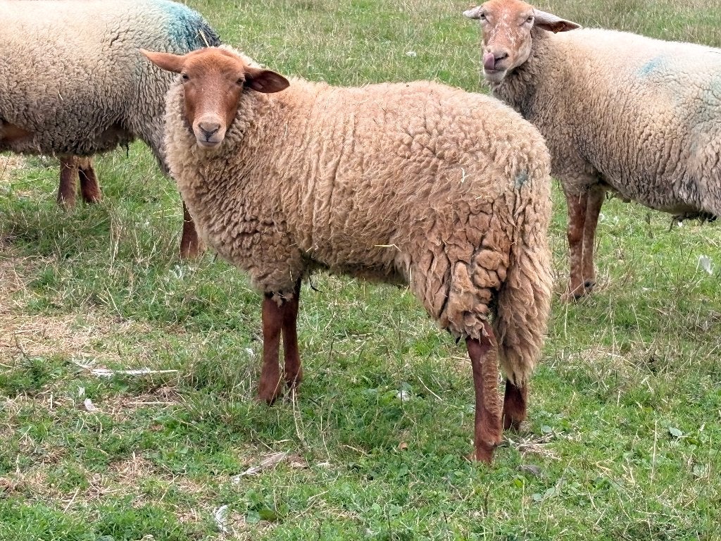 Femelles moutons, Dieren en Toebehoren, Februari, Vrouwelijk