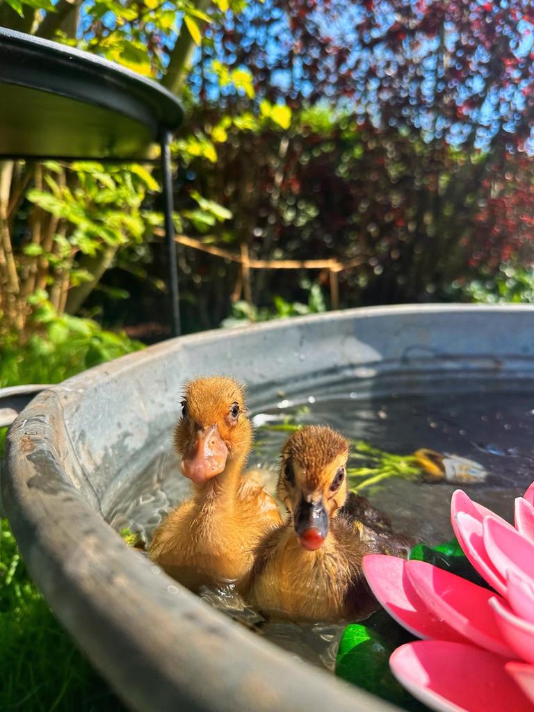 Loopeend kuikentjes, Dieren en Toebehoren, Pluimvee