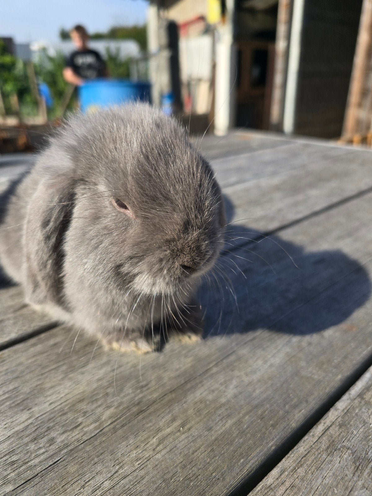 prachtig vrouwelijk minilopje, Femelle, Nain, Oreilles tombantes, 0 à 2 ans