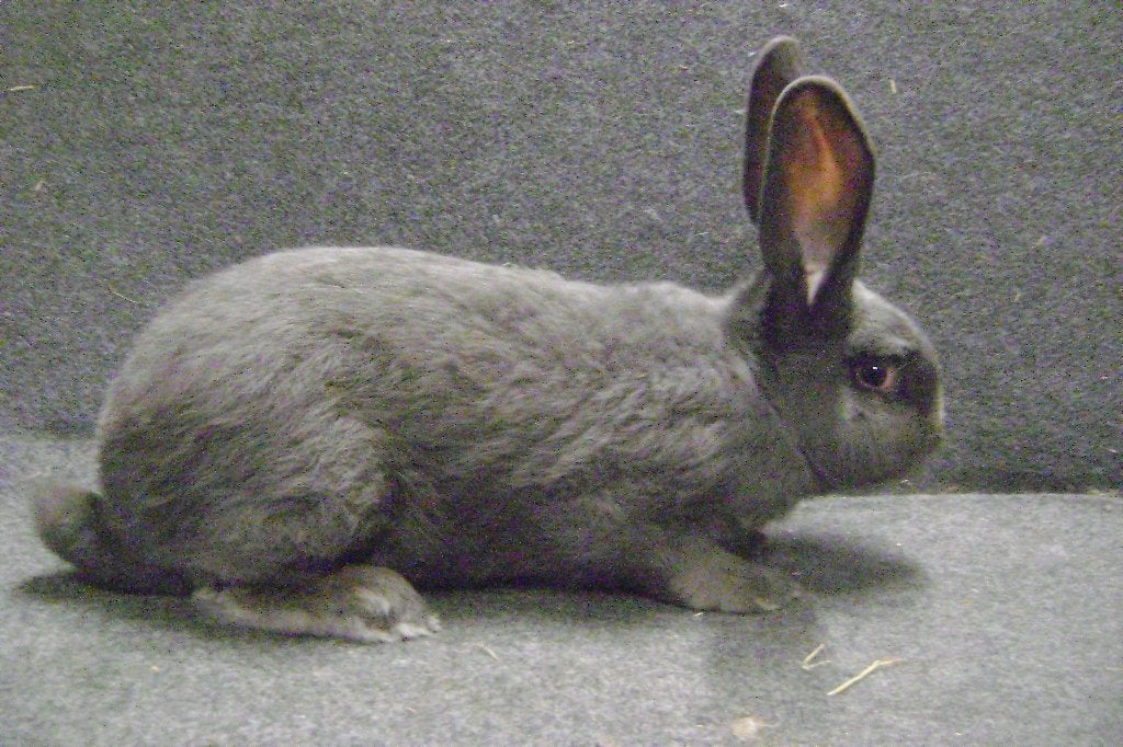 Blauwe Vlaamse reus, Dieren en Toebehoren, Konijnen, Vrouwelijk, Groot