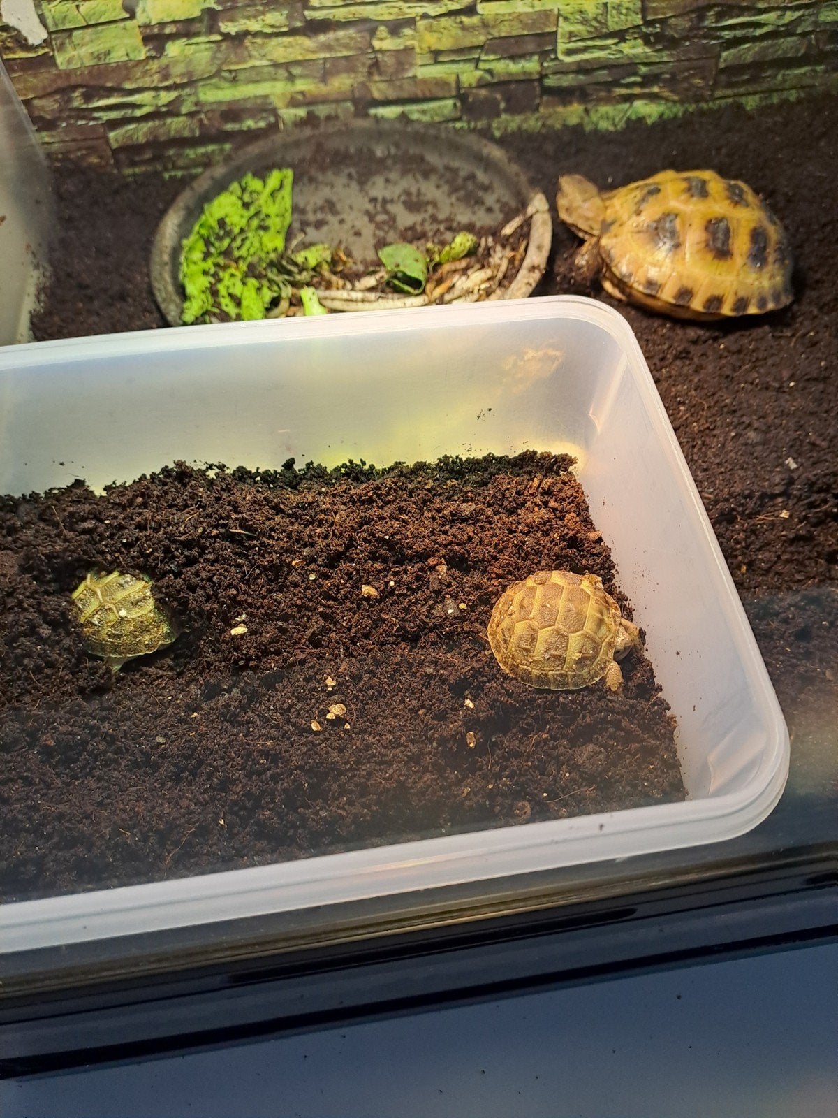 Jonge Russische babby 4teen schildpadjes