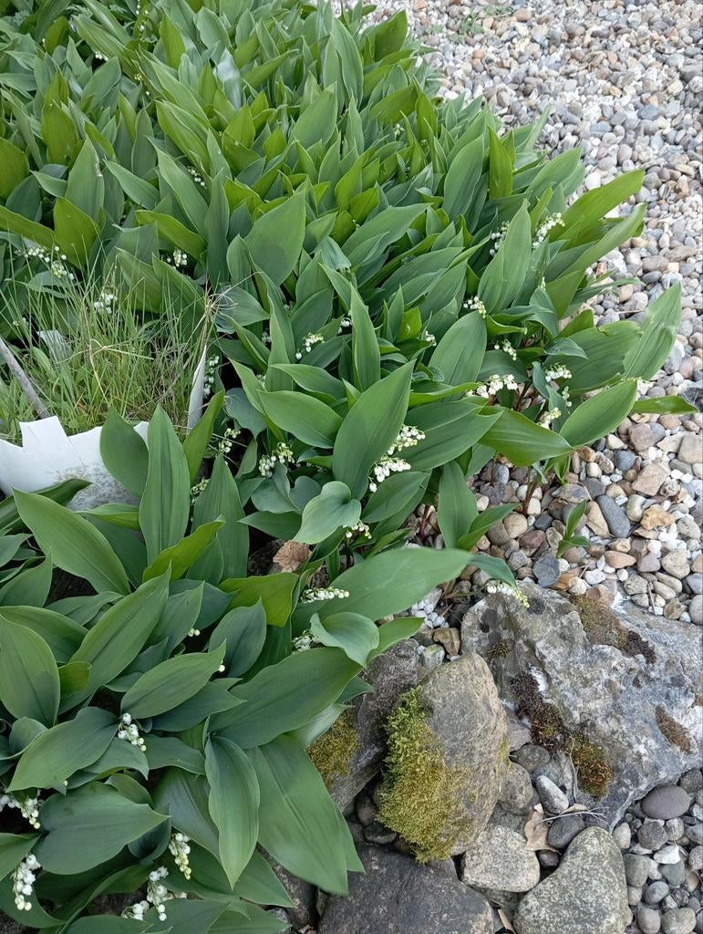 Meiklokjes, Tuin en Terras, Ophalen, Lente, Halfschaduw