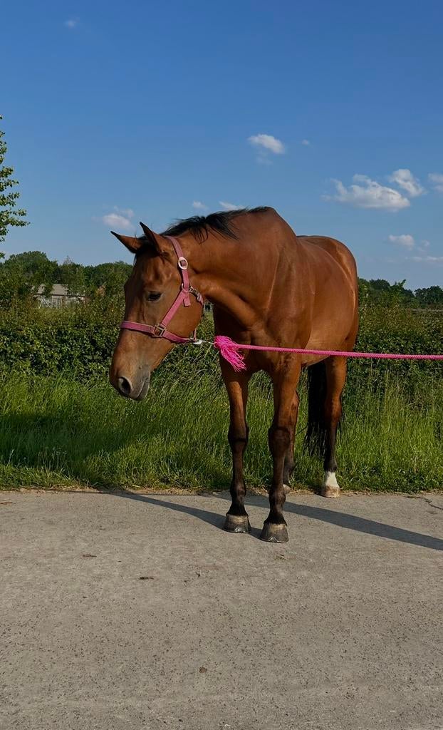 Lieve ruin zazu x nabab de reve x clinton, Ruin