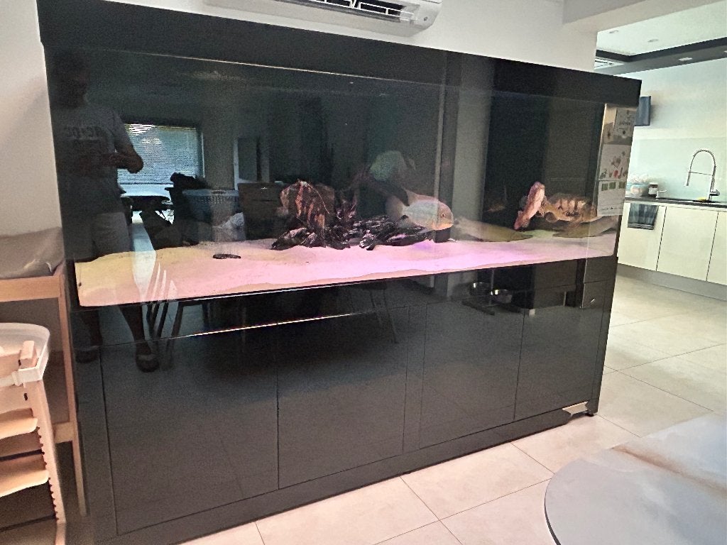 Aqua Life maatwerk 2000L aquarium 225x100x80cm + roofvissen, Dieren en Toebehoren, Vissen | Aquaria en Toebehoren, Ophalen, Gebruikt