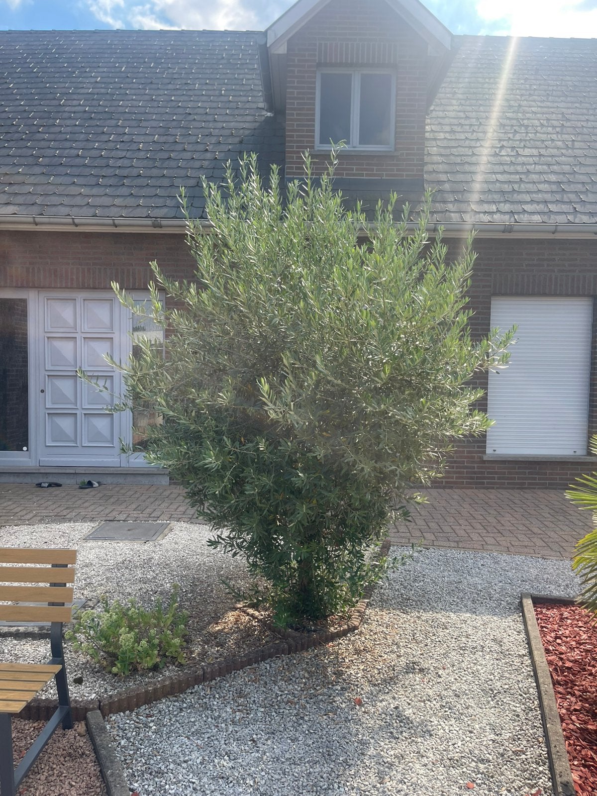 Olijfboom, Tuin en Terras, Planten | Bomen, Ophalen, Olijfboom
