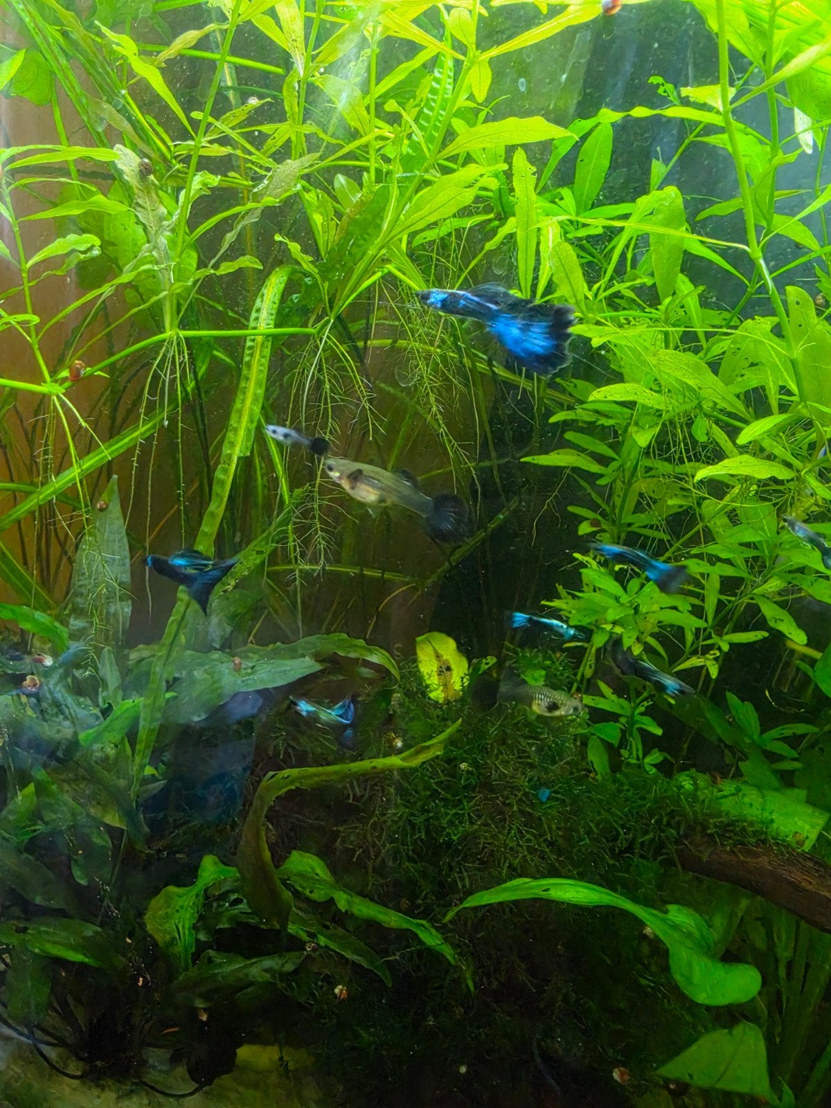 Guppy bleu de Moscou, Animaux & Accessoires