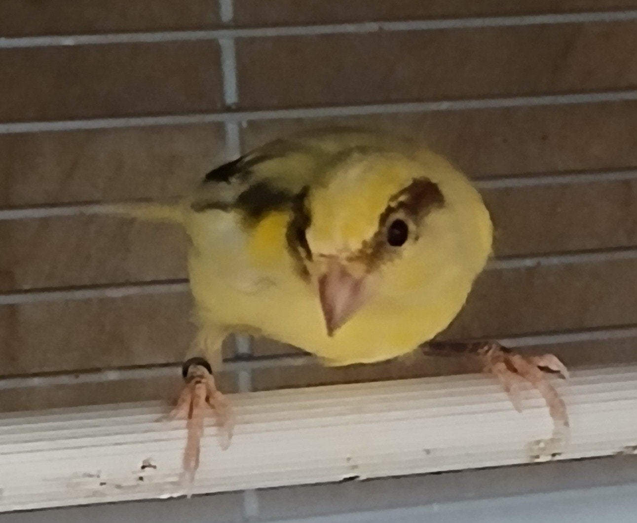 Spaanse dwergkanaries, Dieren en Toebehoren, Vogels | Kanaries