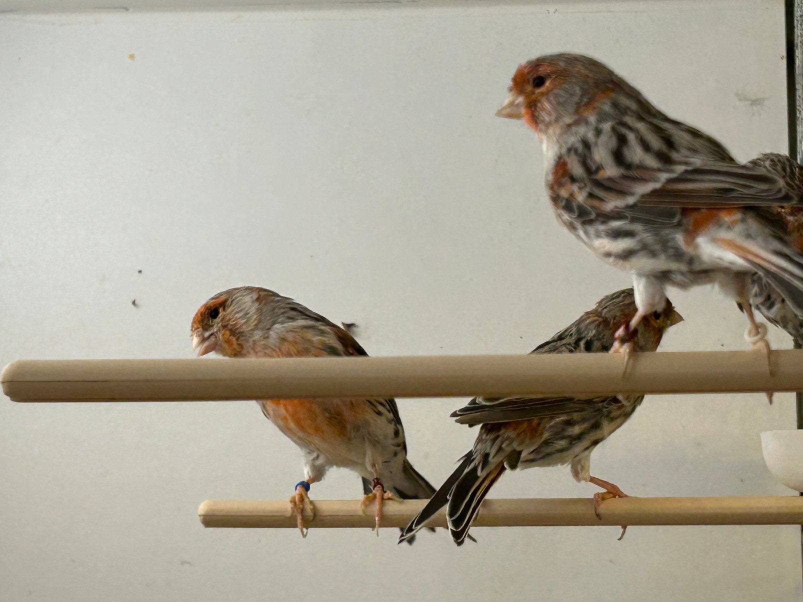 Rood agaat mozaïek kanaries, Dieren en Toebehoren