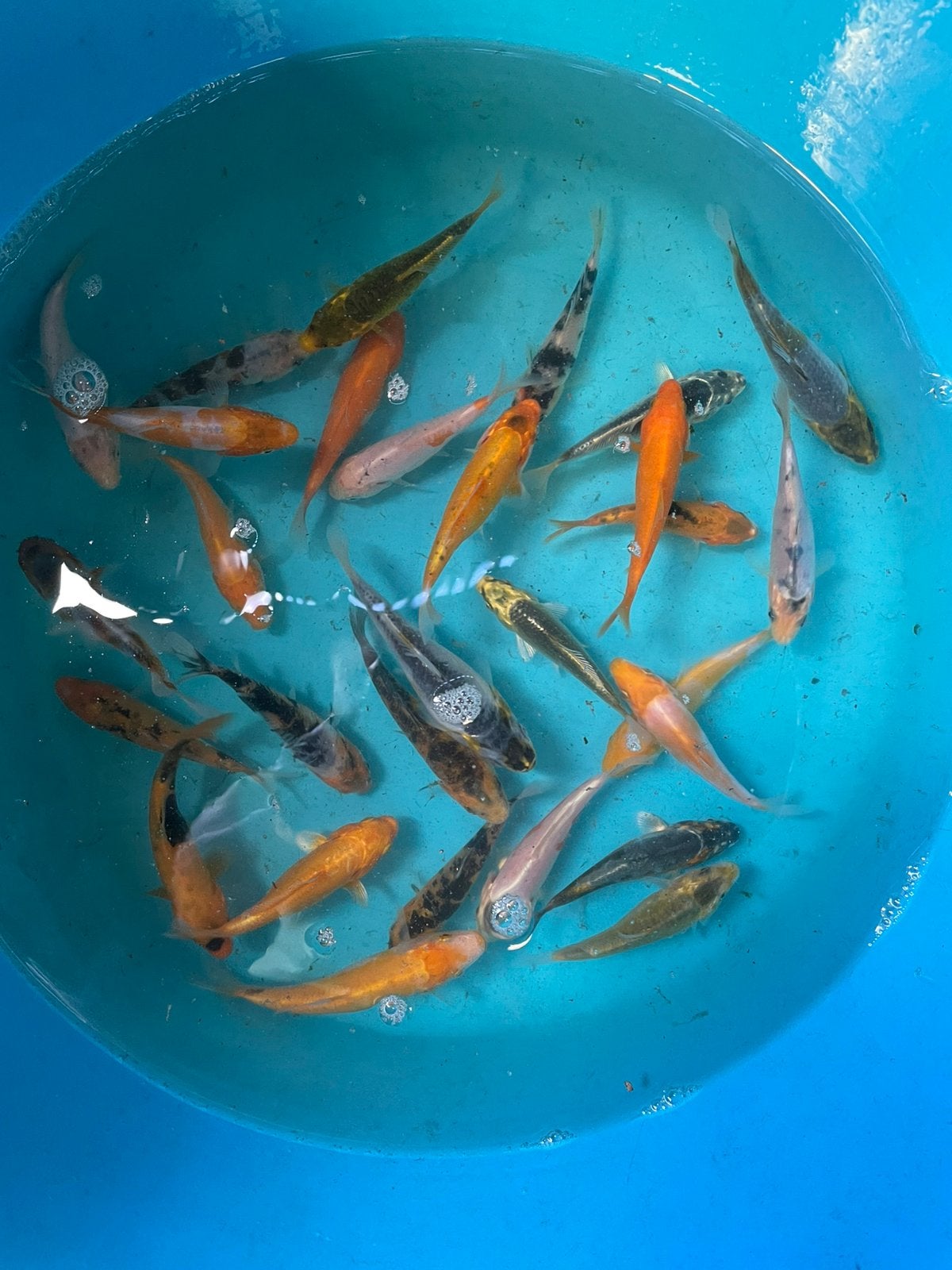 Koi b 7-10cm, Dieren en Toebehoren, Karper of Koi