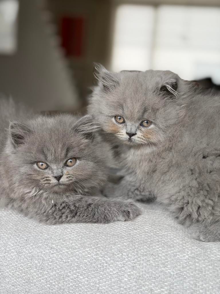 Britse langhaar kittens, Animaux & Accessoires, Chats & Chatons | Chats de race | Poil long, Chatte ou Chat, 0 à 2 ans, Avec puce électronique
