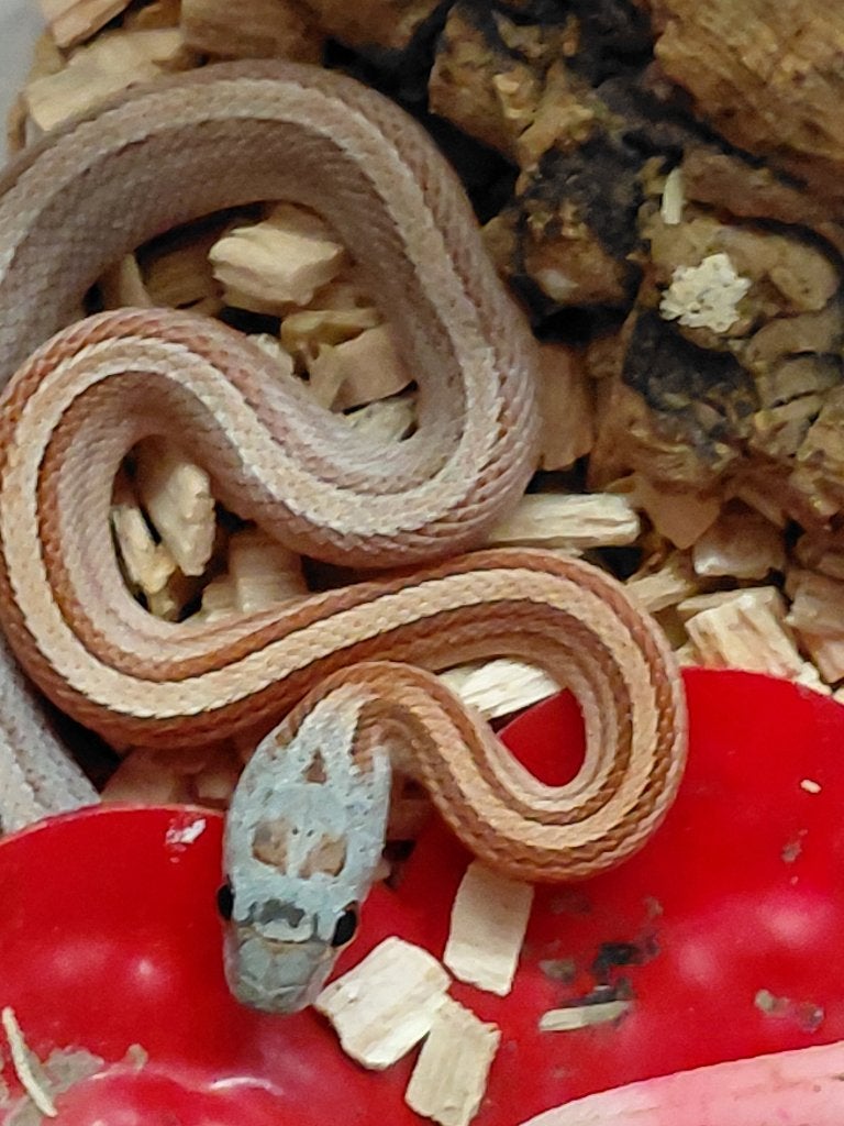 tessera hypo motley (femelle) NK 2026, Serpent, 0 à 2 ans