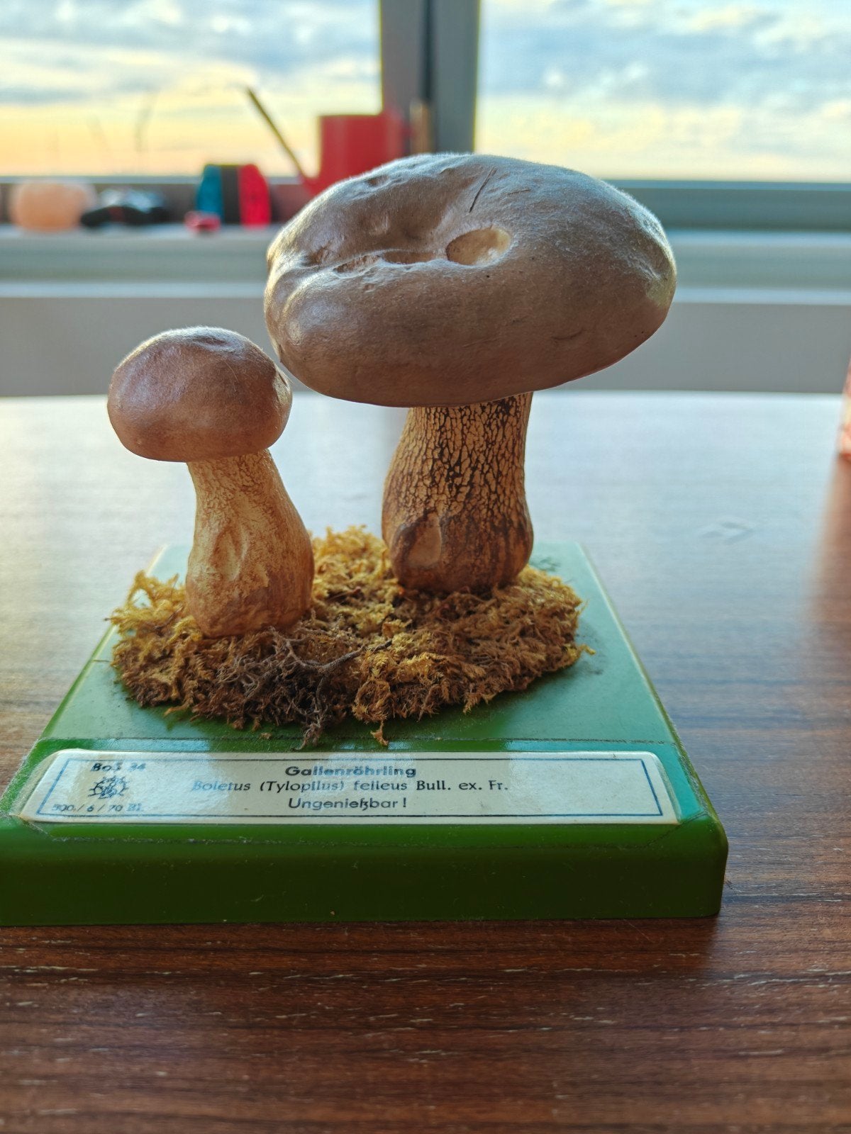 Somso botanisch model paddenstoel- Gallenröhrling, Antiek en Kunst, Ophalen of Verzenden