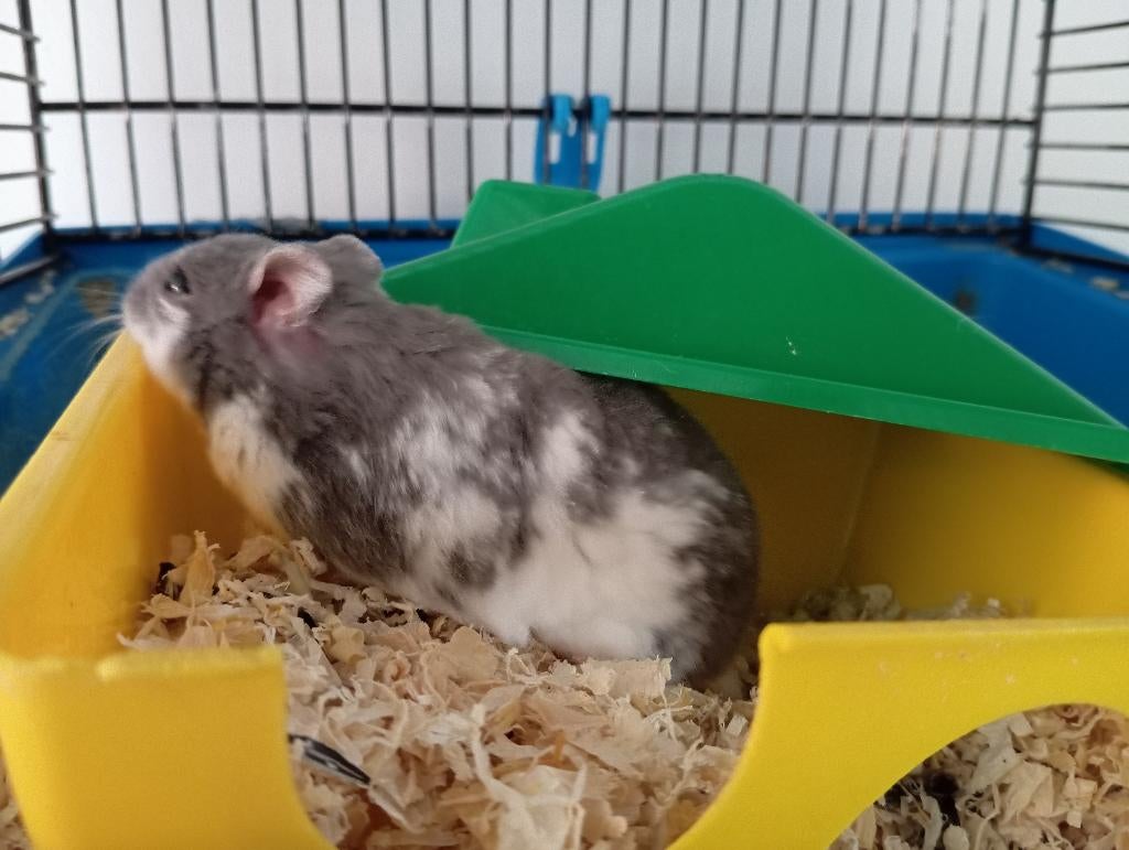 Mannelijke dwerghamster, November, Mannelijk, Hamster