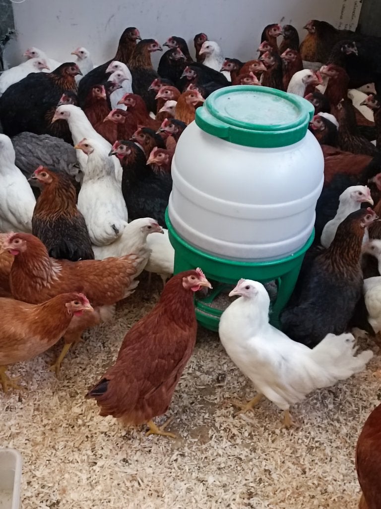 poules pondeuses et colorants - prix de grossist 0499/082381, Femelle, Poule ou poulet