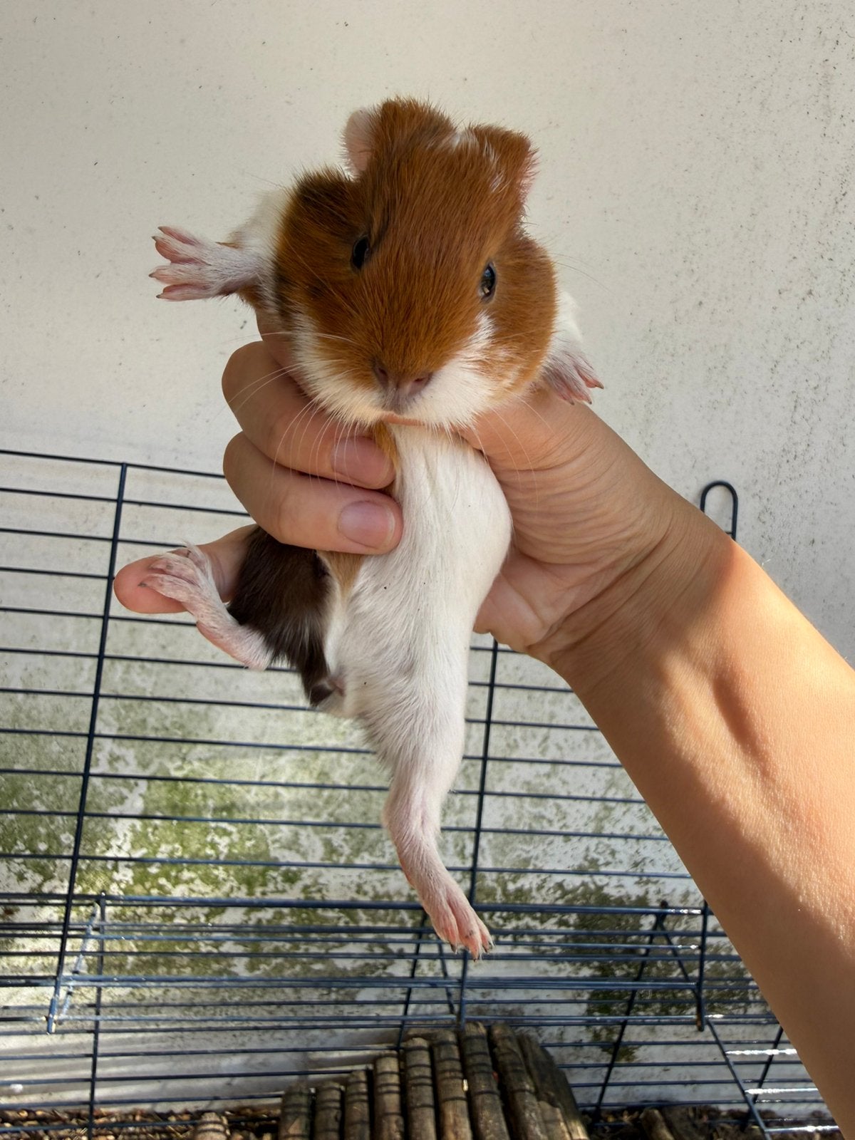 Cavia, Mâle, Domestique, Cobaye, Juillet