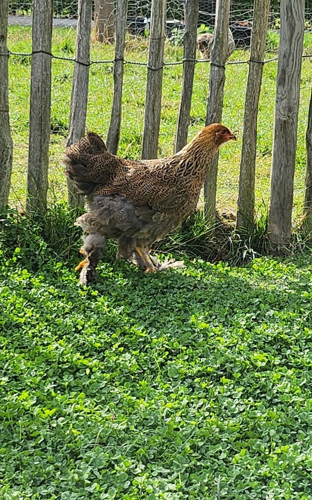 Brahma hennen goudpatrijs, Dieren en Toebehoren, Vrouwelijk, Kip