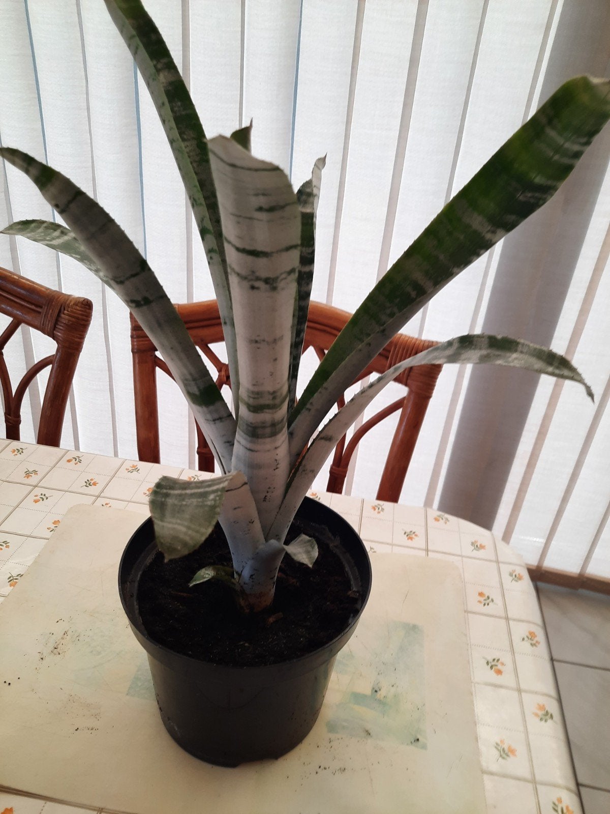 kamerplant, Huis en Inrichting, Ophalen, Halfschaduw, Cactus, Minder dan 100 cm