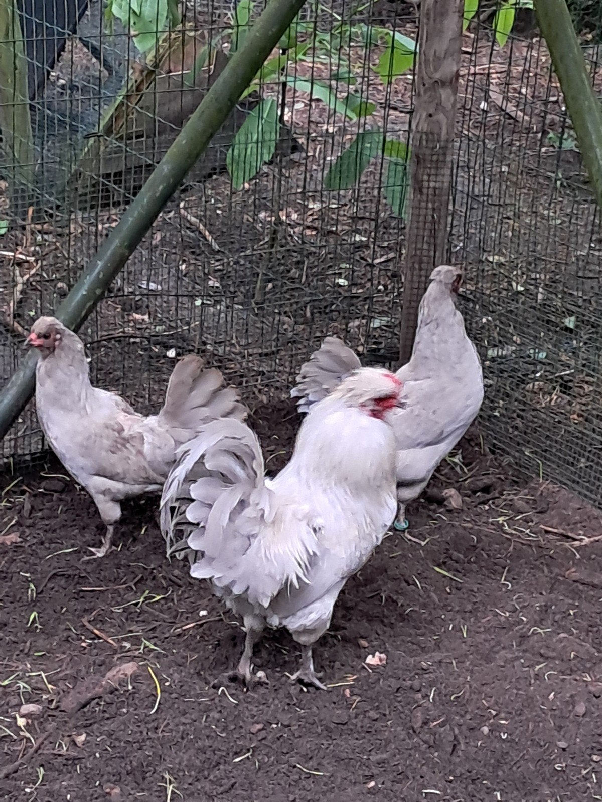 Araucana lavendel trio
