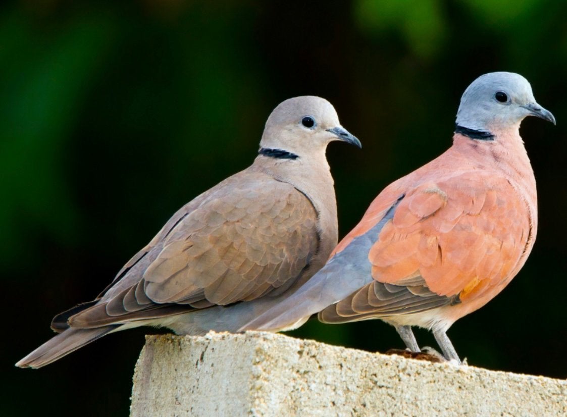 ZOEK 2 DUIVINEN VAN EEN BIRMA TORTEL