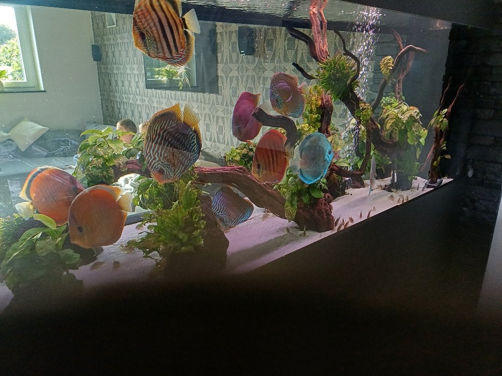 Discus, Poisson, Poisson d'eau douce