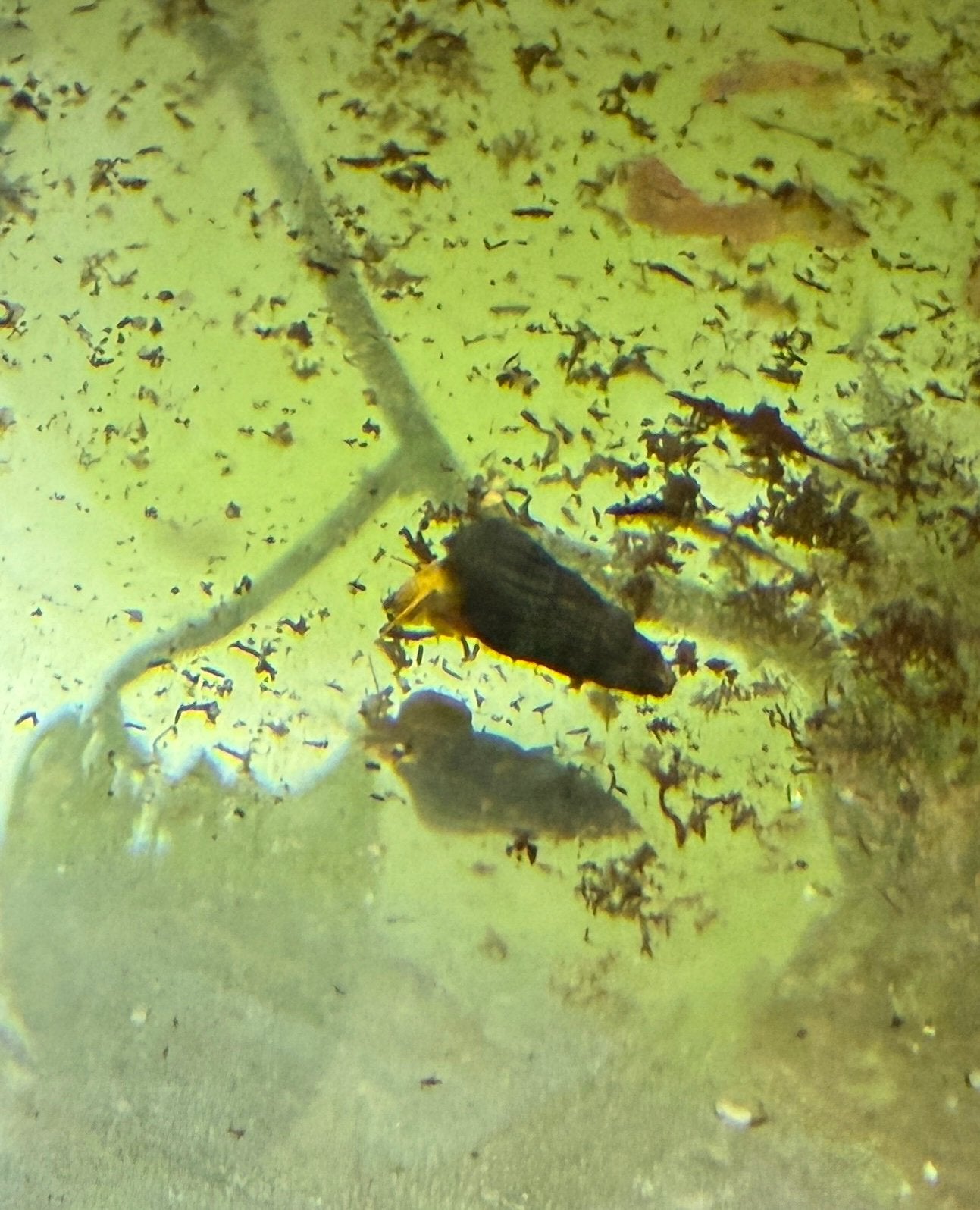 Thylomelania orange, Slak of Weekdier, Zoetwatervis