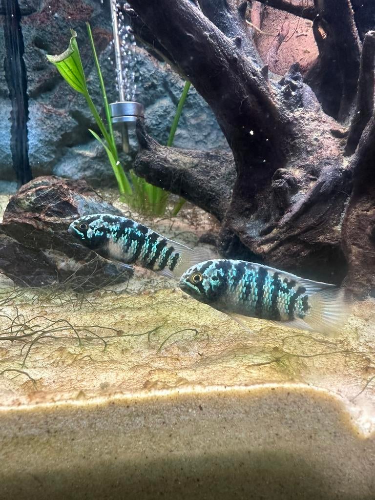 Nannacara adoketa koppel, Dieren en Toebehoren, Vissen | Aquariumvissen