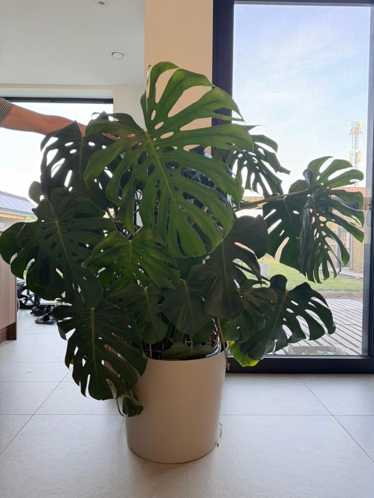 Grote monstera huiskamerplant, Huis en Inrichting, Kamerplanten, Groene kamerplant, Ophalen, In pot, 100 tot 150 cm