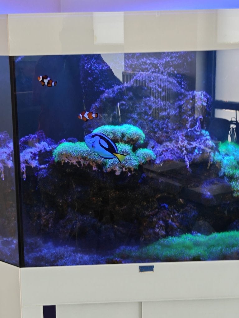 zeevissen en aquarium met toebehoren, Dieren en Toebehoren