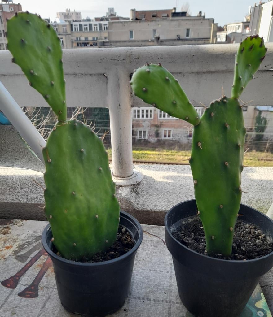 Magnifiques petits cactus, Enlèvement, Cactus