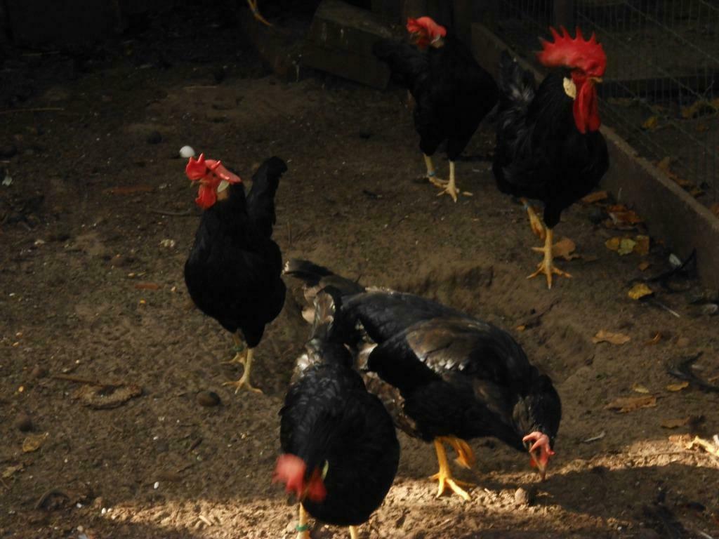 raszuivere zwarte leghorn, Plusieurs animaux, Poule ou poulet