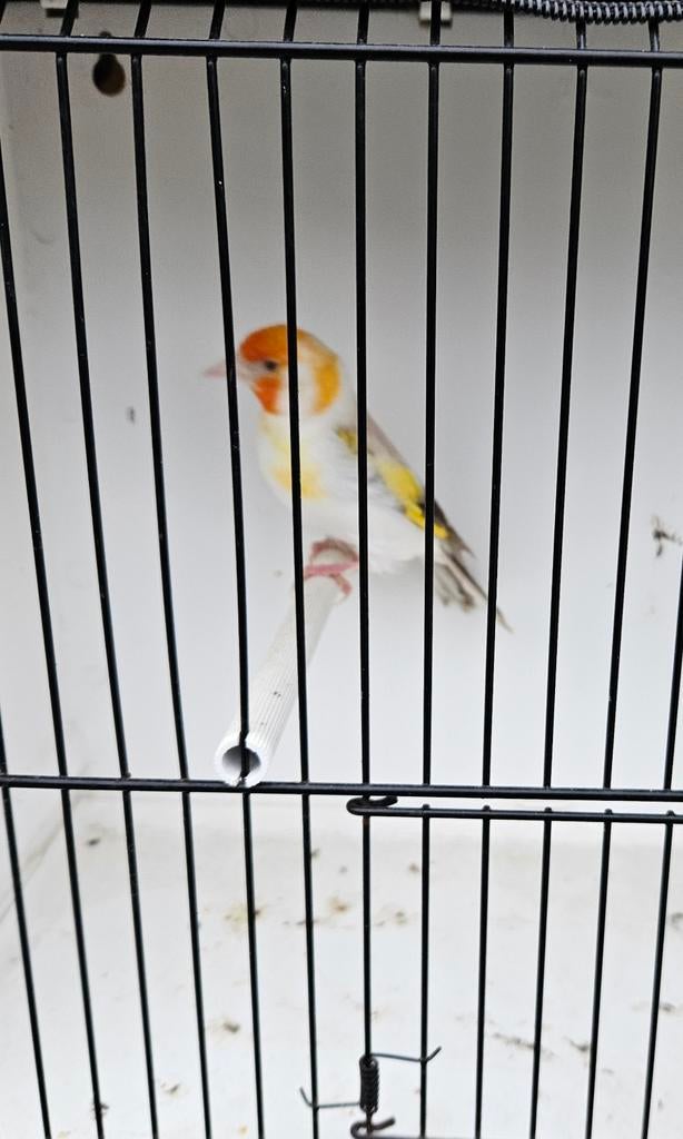 Mâle Chardo Mutation, Mâle
