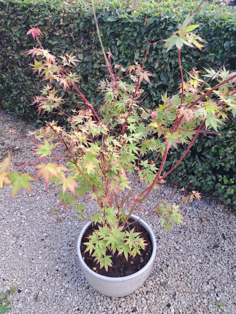 Japanse Esdoorn - Acer Palmatum, Tuin en Terras, Ophalen, Herfst