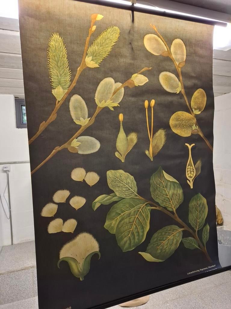 Affiche de l'école pédagogique Salix/Saule, Enlèvement