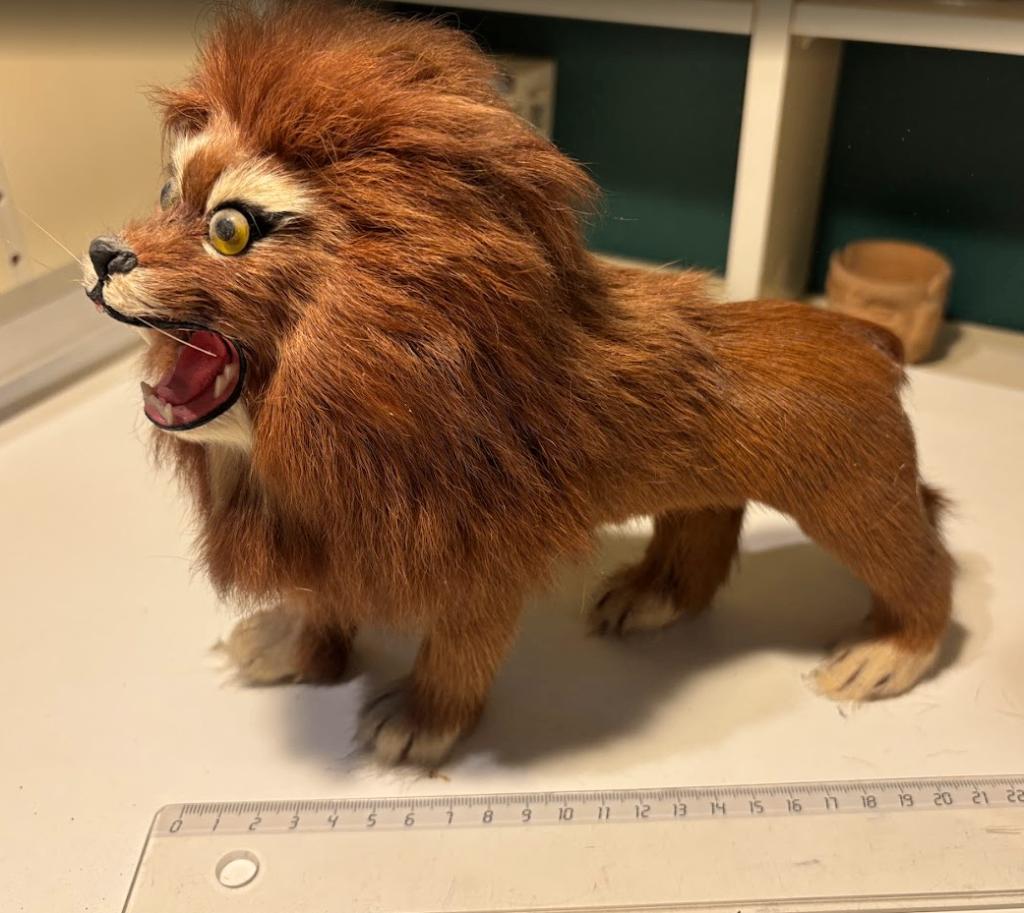 vintage/Antiek taxidermie echt pels leeuwtje speelgoed, Ophalen of Verzenden