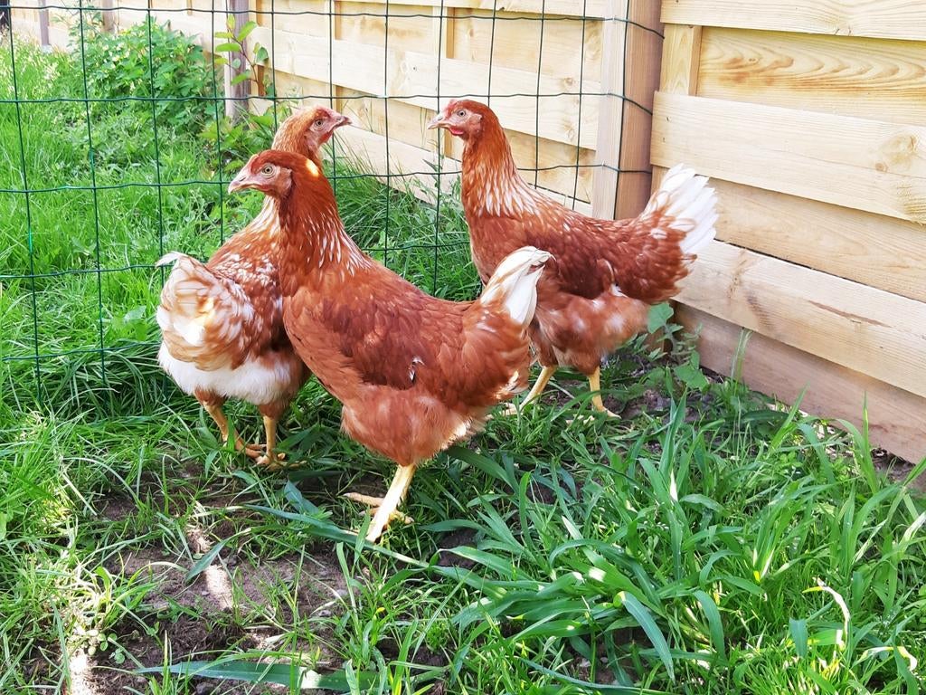 Kippen bruine Lohmann jonge hennen beschikbaar, Dieren en Toebehoren, Vrouwelijk, Kip