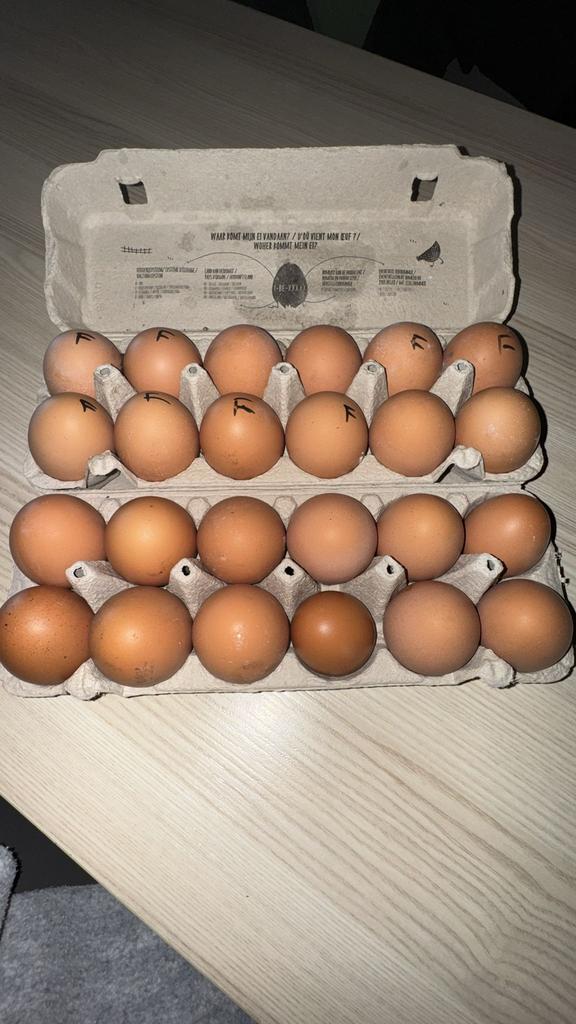 12 eieren te koop, Enlèvement, Comme neuf